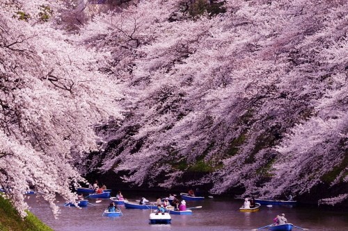 Chidorigafuchi