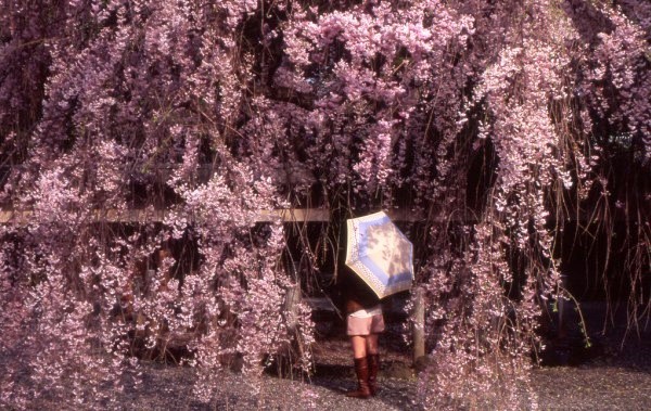 Sakura tại đền Gotokuji, Setagaya, Tokyo