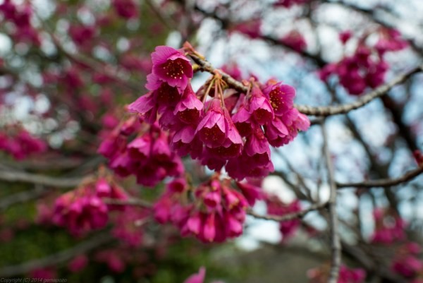 Hình dáng và màu sắc tuyệt đẹp của hoa Kanhizakura