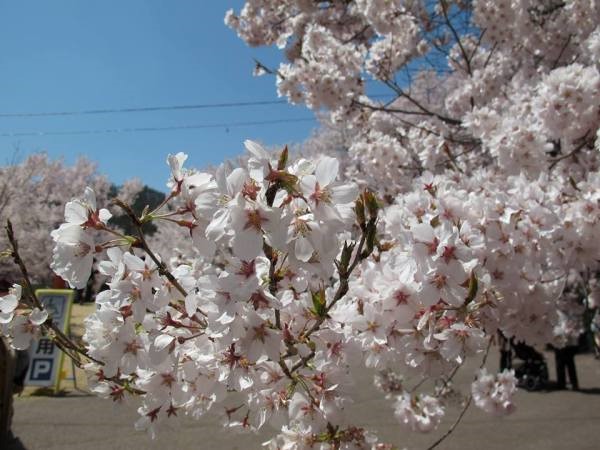 Takao Khigan Sakura, Nagano