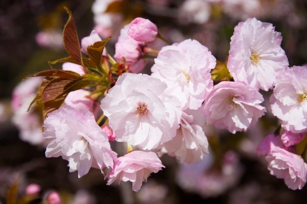 Ichiyo Sakura