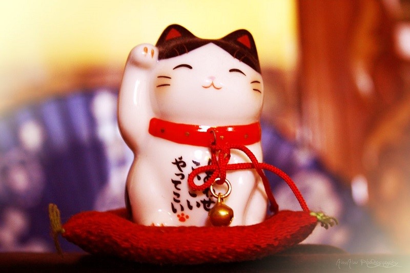 lucky cat
