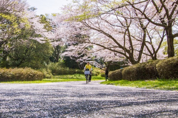 Con đường rợp bóng hoa tại công viên Showa Kinen, Tachikawa
