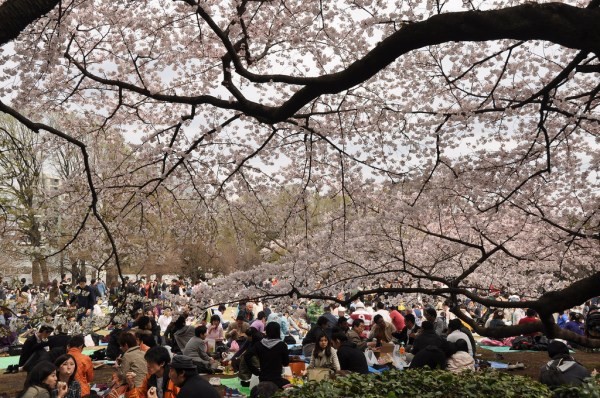 Thưởng lãm hoa anh đào tại công viên Shinjuku Gyoen