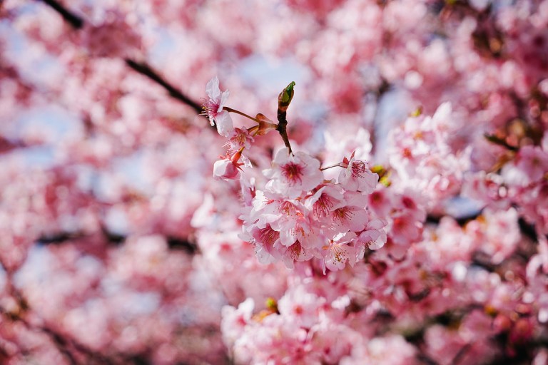 Kawazu-Zakura