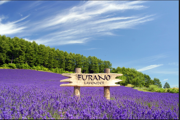 Furano Lavender