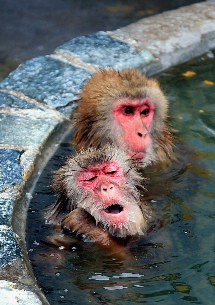 Japanese Macaque Relax In Hot Spring