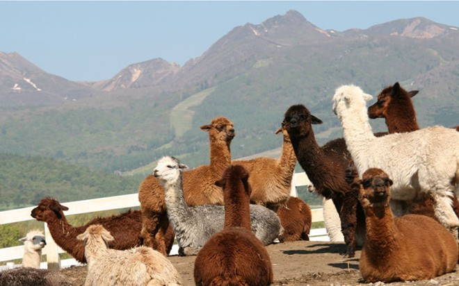 Nasu Alpaca
