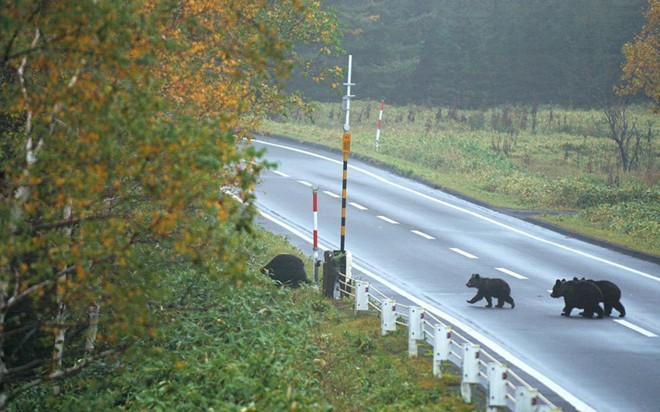 Gau Hokkaido higuma Nhat