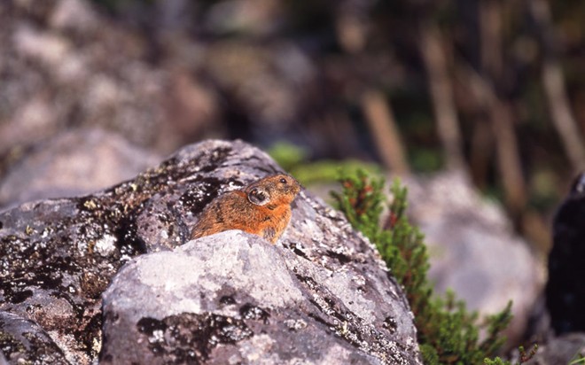 Pika