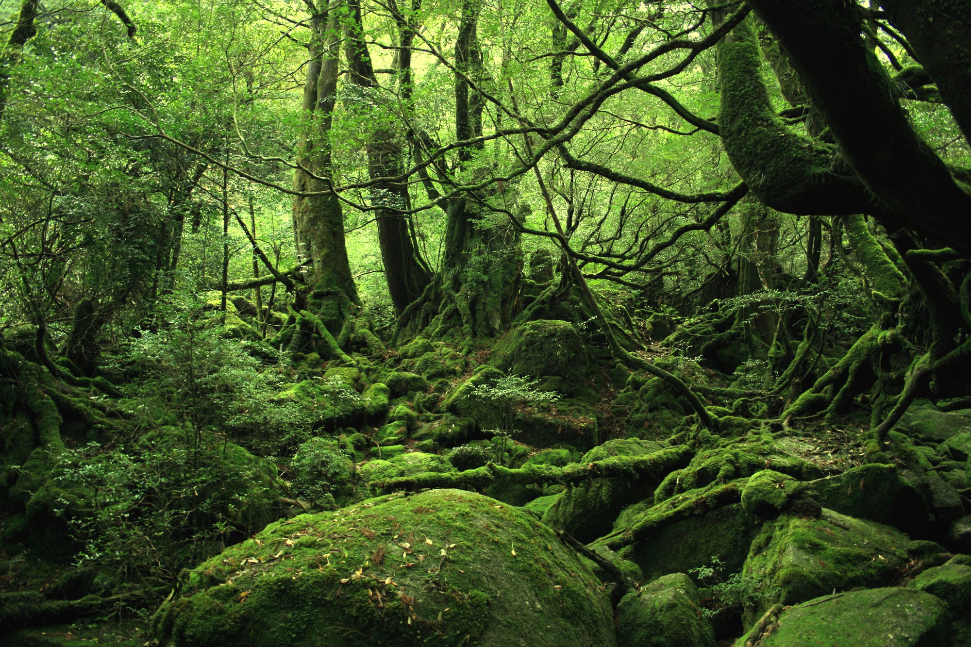 Yakushima 01