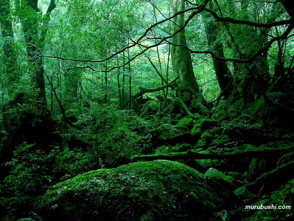 Yakushima 05