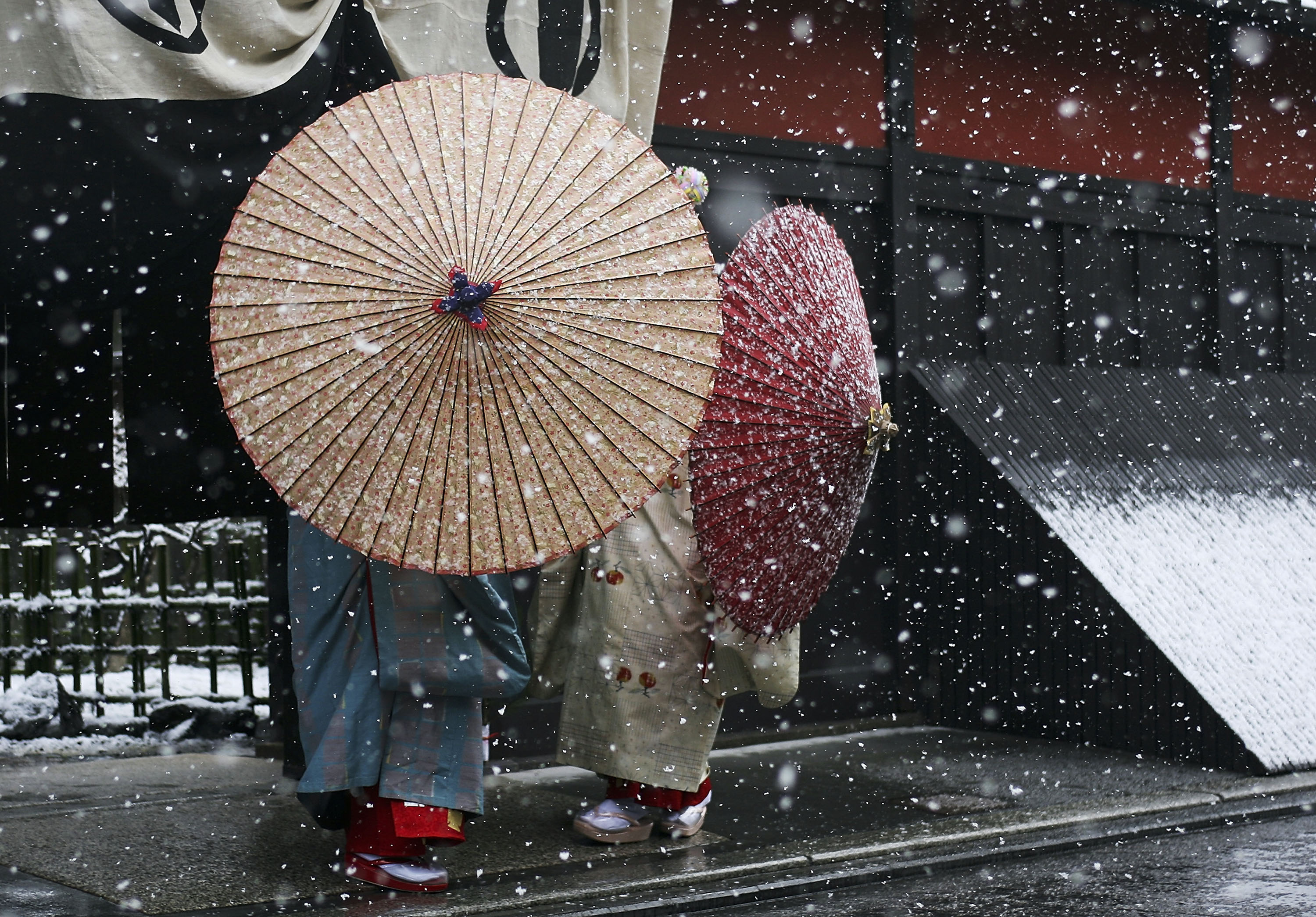 Maiko and Geisha Attend New Year's Ceremony