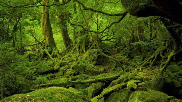 Yakushima 03