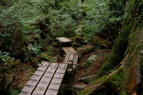 Yakushima 01