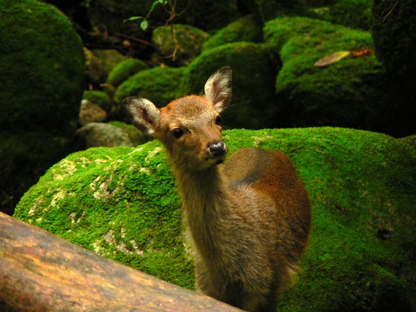 Yakushima 00