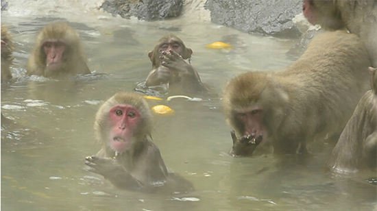 Monkey Fukuoka grapefruit 01