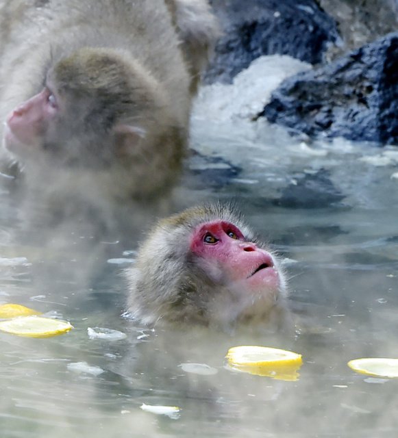 Monkey Fukuoka grapefruit 02