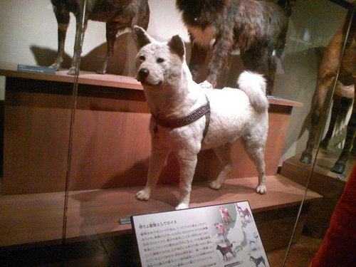 Hachiko