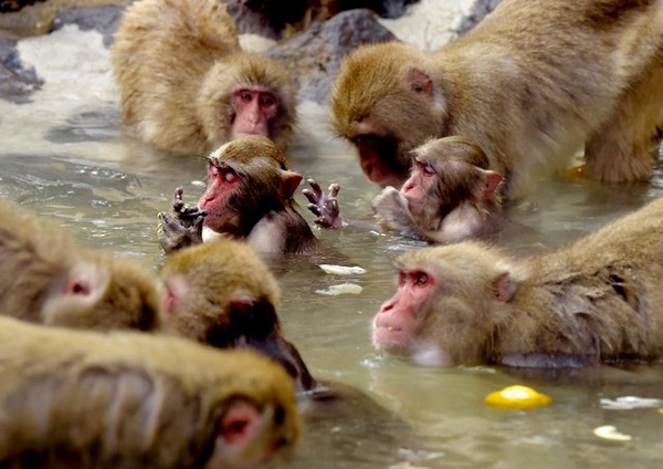 Monkey Fukuoka 00