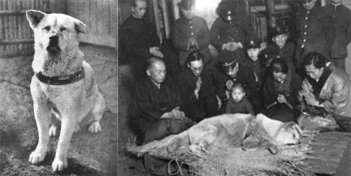 Hachiko