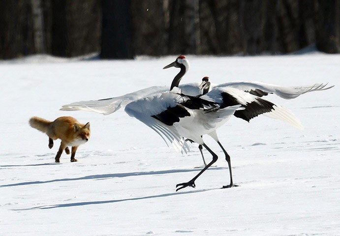 Hokkaido