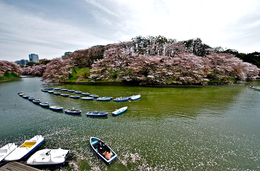 cherry-blossom-in-chidorigafuchi-hisao-mogi
