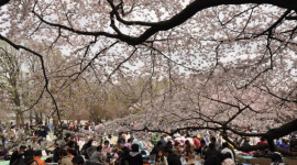 TOP 10 ĐỊA ĐIỂM NGẮM HOA ANH ĐÀO TUYỆT ĐẸP TẠI TOKYO