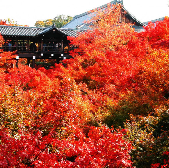 Ấn tượng mùa thu Nhật Bản