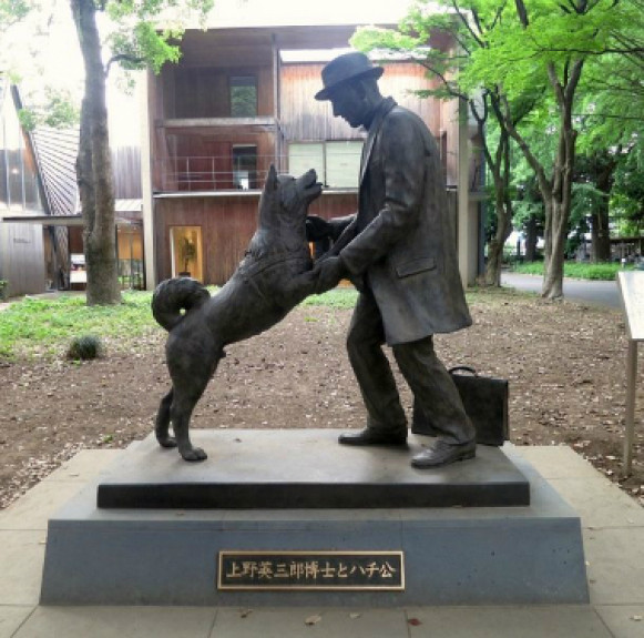 Chó Hachiko – biểu tượng về lòng trung thành của Nhật Bản