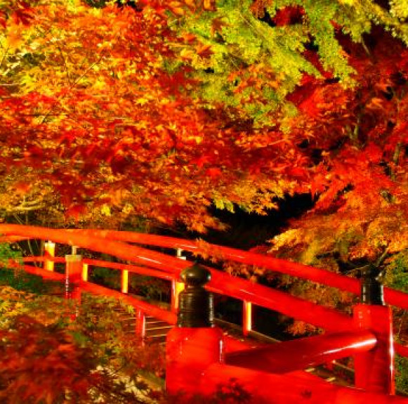 Những điều có thể bạn chưa biết về lá đỏ (紅葉) ở Nhật Bản