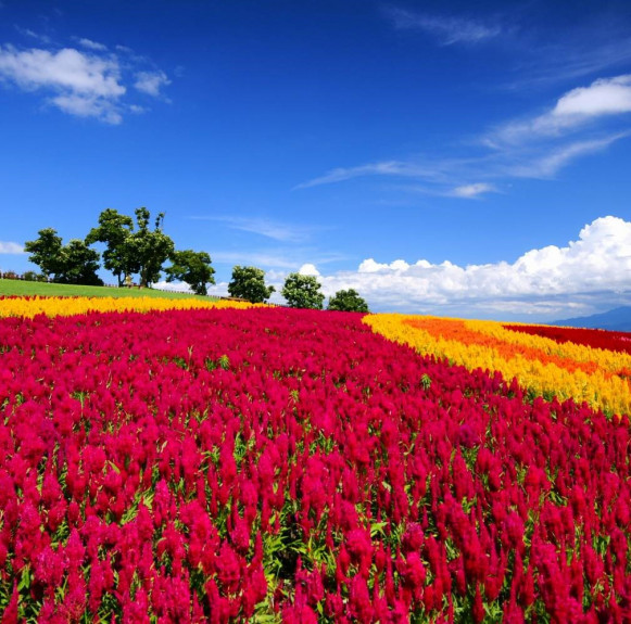 Mùa hè Nhật Bản - rực rỡ sắc màu với hoa, lễ hội, và pháo hoa