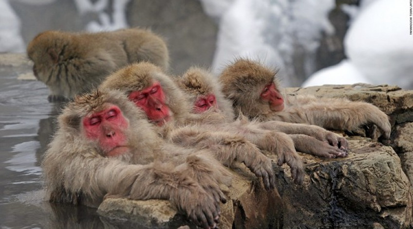Khung cảnh suối nước nóng giữa ngọn núi phủ tuyết thật ngoạn mục, nhưng phần lớn các du khách đến đây vì một lý do khác: bầy khỉ đắm mình trong làn nước ấm. Hơn 200 con khỉ sống trong thung lũng Jigokudani tới suối nước nóng chính của công viên để ngâm mình trong mùa đông mà không thèm để ý tới con người.