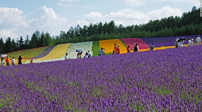 Trang trại Tomita có ba cánh đồng oải hương, trong đó có đồng Sakiwai nghĩa là “cánh đồng hạnh phúc” với 4 giống oải hương tạo thành tấm thảm màu tím rực rỡ.