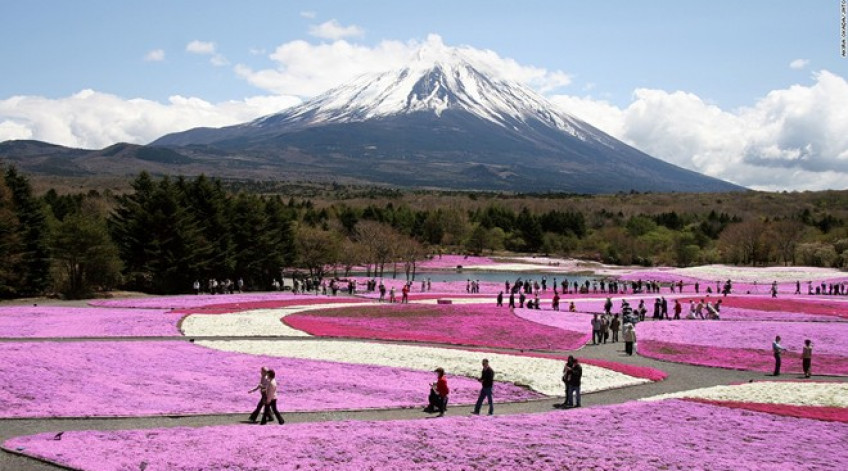Với nền là núi Phú Sỹ, 800.000 cây Shibazakura phủ kín 2,4 hectare với những bông hoa màu hồng, trắng và tím. Hàng nghìn người tới đây để chiêm ngưỡng hóa nở từ giữa tháng 4 tới hết tháng 5.