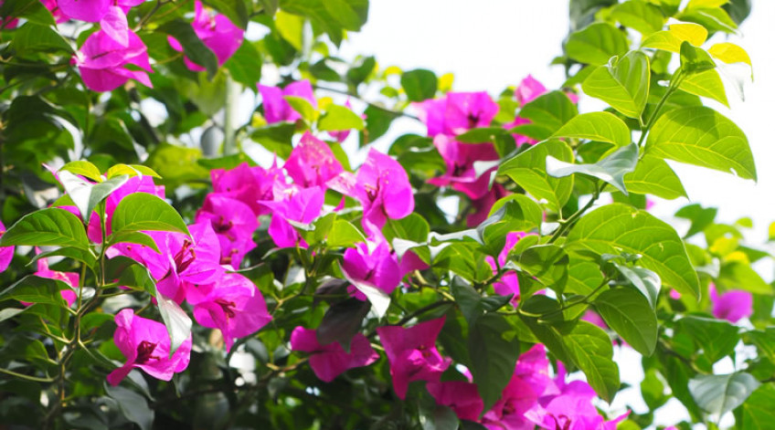 Bougainvillea - Mid July to late November