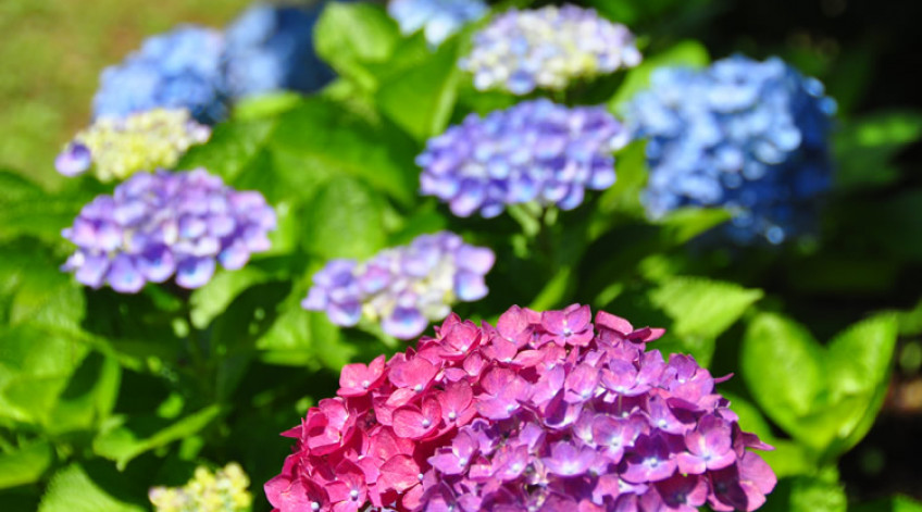 Hydrangea- Early June to late June