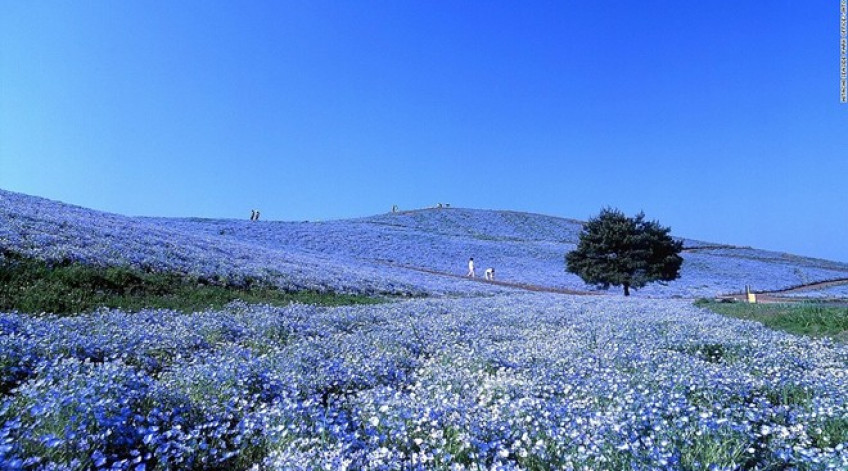 Hơn 4 triệu bông hoa Nemophila bừng nở từ cuối tháng 4 tới tháng 5 ở công viên nằm trên đồi Miharashi tạo ra khung cảnh lãng mạn tuyệt vời.