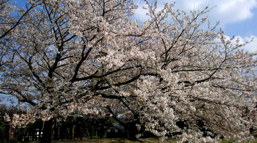 Cherry blossom - End of March to beginning of April
(Yoshino Cherry and Oshima Cherry)