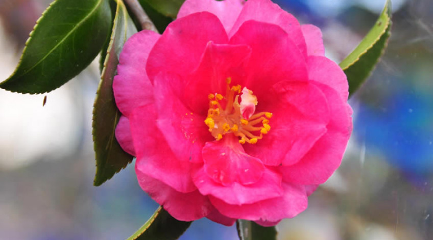Japanese camellia Early January to late February