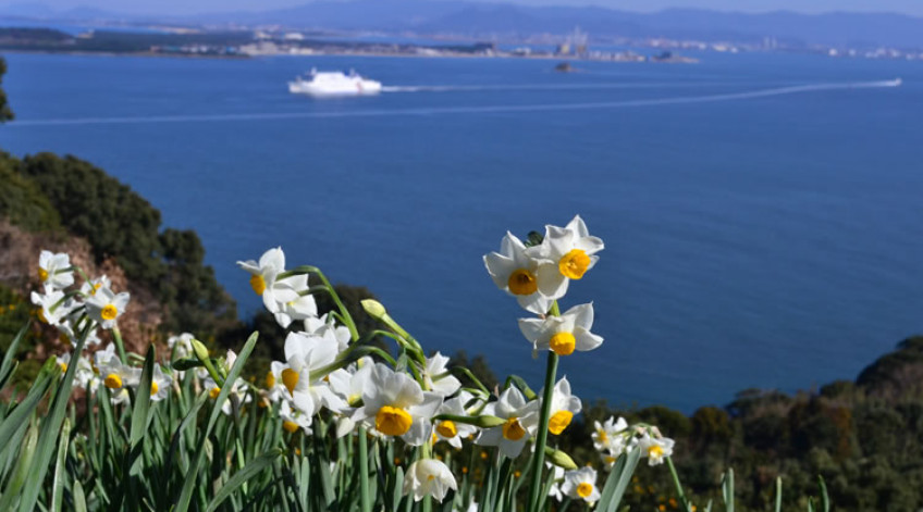 Japanese narcissus January to early February