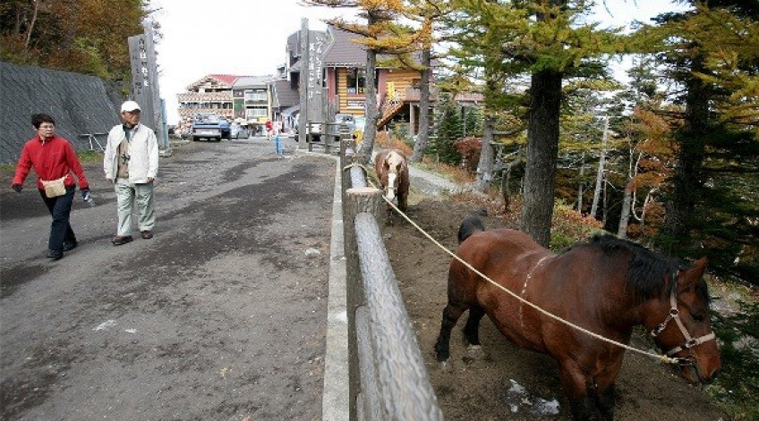 Những chú ngựa cho khách du lịch thuê cưỡi